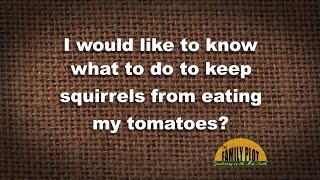 QampA  How do I keep squirrels from eating my tomatoes [upl. by Erait135]