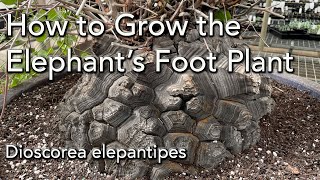 Care and Repotting  Dioscorea elephantipes  Elephants Foot Plant [upl. by Notgnilra717]