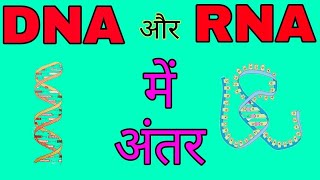 DNA और RNA में अंतर  डीएनए और आरएनए में भेद  Differences between DNA and RNA in hindi [upl. by Annavahs201]