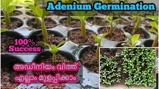 Adenium seed propagationഅഡീനിയം വിത്ത് എളുപ്പത്തിൽ കിളിർപ്പിക്കാം [upl. by Alene]