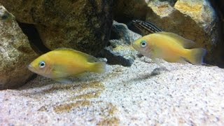 Tanganyika aquarium 800lt quotVariabilichromis Mooriiquot [upl. by Nnoryt725]