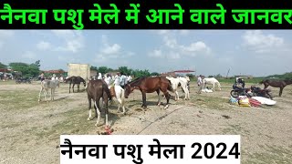 नैनवा पशु मेला के पूरे जानवर नैनवा पशु मेला 2024  Nainwa pashu mela Nainwa horse fair 2024 [upl. by Arytahs256]