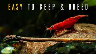 Red Cherry Shrimp 🦐 Ultimate Care Guide For Beginners [upl. by Ardnasella]