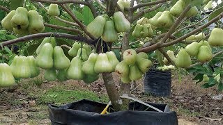 5 Tips Ampuh Menanam dan Merawat Jambu Madu [upl. by Kalagher702]