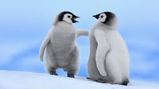 What Does a Penguin Sound Like Real Penguin Calls and Noises [upl. by Hawger504]