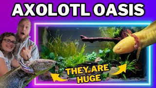 Creating an AXOLOTL aquascape for our FOUR underwater salamanders [upl. by Cogan]