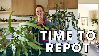 HEALTHY EPIPHYLLUMS Master REPOTTING ORCHID CACTUS With This Beginners Guide [upl. by Nerra]