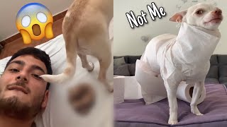 😡Angry Chihuahua amp Funny Dog 😂 That Will Make Your Day Better 1 [upl. by Nauqad534]