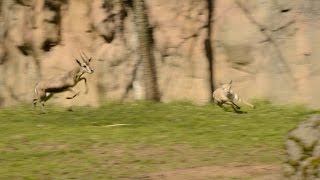 Tiny gazelle leads highspeed chase at zoo [upl. by Gem]