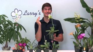 How to Grow Paphiopedilum Lady Slipper Orchid Growing Guide [upl. by Ecinom309]