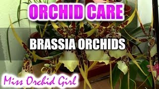 How to care for Brassia Orchids  watering fertilising reblooming [upl. by Aneala]