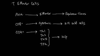 T Effector Cells [upl. by Onifur311]