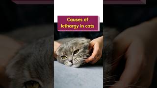 Causes of lethargy in cats [upl. by Yaf]