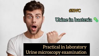 urine microscopy examination  practical urine microscopy  laboratory work bacteriology [upl. by Joacima]