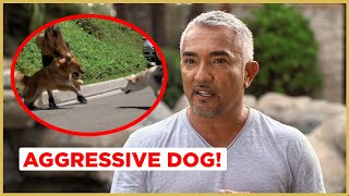 Can I help this AGGRESSIVE Dog  Cesar 911 [upl. by Ynalem]