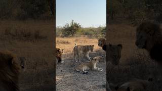 Both of the Plains Camp tried to see if the Ximungwe Female was ready to mate with clearly not [upl. by Ennayt54]