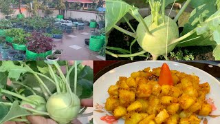 Harvesting Organic Kohlrabi Ol Kopi For Cooking Delicious Kohlrabi Sabji Recipe [upl. by Friend]