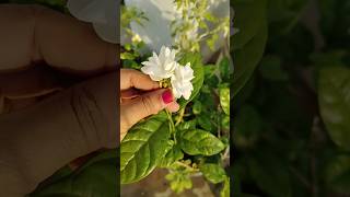 Todays blooming in my winter terrace garden [upl. by Noiroc196]