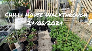 Chilli House Walkthrough 24062024 garden gardening chilihead [upl. by Yrrat965]