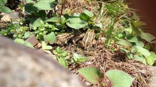 トノサマガエルの集団（１） A group of Blackspotted Pond Frog（１） [upl. by Nasya27]