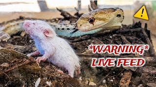 2 Gopher Snakes 5 Mice  Pinkie Fuzzies and Hoppers WARNING  LIVE FEEDING [upl. by Lemhaj]