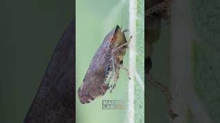 Privet leafhopper chilling on a leaf with a tiny aphid [upl. by Olegnaid416]