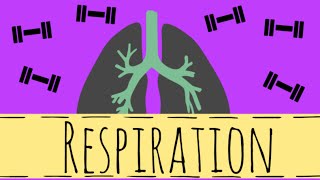 Respiration  Aerobic and Anaerobic Respiration  GCSE Biology [upl. by Shuman409]