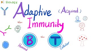 Adaptive Acquired Immunity  Immunology  Biology 🧬 of Immune System [upl. by Nertie]