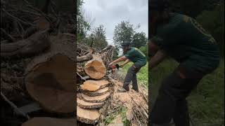 Testing the new Stihl Hexa chain [upl. by Charlena691]