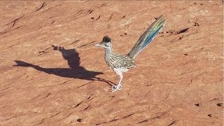 Roadrunner in Snow Canyon State Park Utah 🪶 [upl. by Mauricio]