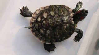 Treatment of shell rot in terrapins [upl. by Eyeleen178]