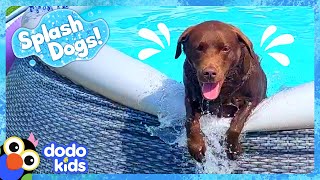 Goofy Dog Keeps Spilling All The Pool Water  Dodo Kids  Splash Dogs [upl. by Grider]