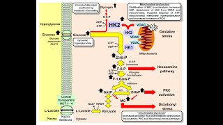 Hexokinase 2 linked unscheduled glycolysis in insulin resistance [upl. by Chambers]