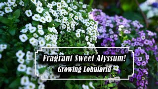 Growing Lobularia  Sweet Alyssum  Easy amp Fragrant Annual Spring  Fall [upl. by Enomys]