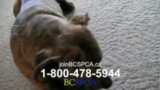 SPCA Commercial 2013 [upl. by Agathe]