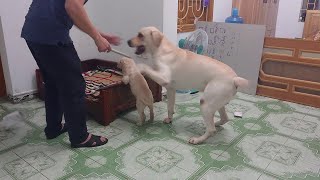 Determined Dog Prevents Man from Punishing Puppy  ViralHog [upl. by Enitsenrae]