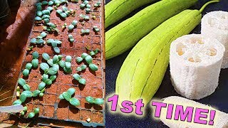 How I Harvest Loofah Sponges  Seed Saving  How to Grow Loofahs Part 5 [upl. by Anaujait566]