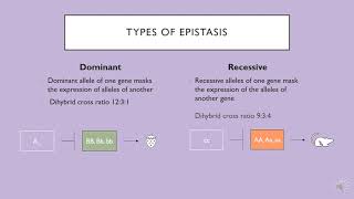 Dominant vs Recessive Epistasis [upl. by Ateekal994]