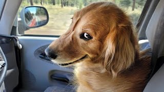 The world’s FUNNIEST DOGS 2024 are here 🤣🤣🐶 Funniest Animal Videos [upl. by Sigfrid619]