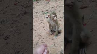 Poco monkeylove love 🐒😀❤️yt7 shorts shortsvideo monkey youtubeshorts monkeyvideo babymonkey [upl. by Nerin]