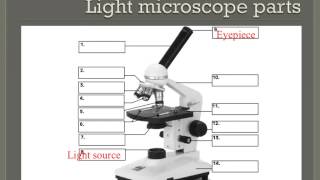 How to properly use a compound light microscope [upl. by Arivle953]