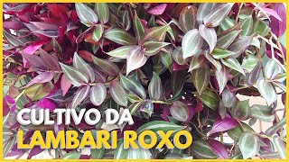 COMO CUIDAR DA PLANTA TRADESCANTIA ZEBRINA  LAMBARI ROXO Uma planta resistente e fácil de cultivar [upl. by Giulia365]