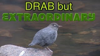 American Dipper Wading Swimming Underwater Singing NARRATED [upl. by Notgnirrab]