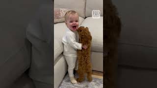 Adorable Puppy and Baby Meet for the Very First Time [upl. by Eednak724]