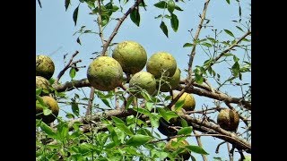 Indian Bael tree or Aegle marmelos farming and benefits [upl. by Fiann]