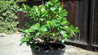 Creating a Dwarf Gardenia Bonsai Part 1 Intro and first pruningmp4 [upl. by Colin]