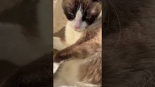 Snowshoe cat kicks camera away snowshoe cat shorts cutecat catsofyoutube [upl. by Ahtis]