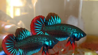 BETTA IMBELLIS AND ANOTHER BETTAS [upl. by Mckale]