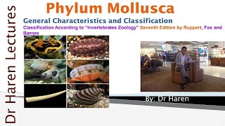 Phylum MolluscaGeneral Characteristics and classification [upl. by Tnirb]