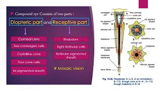 Structural organization in Animals  NEET  Class 11  Morphology of Cockroach  Part22 [upl. by Burack400]